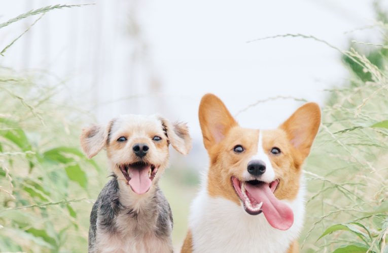 Preventing Home Dog Fights in Pompano Beach